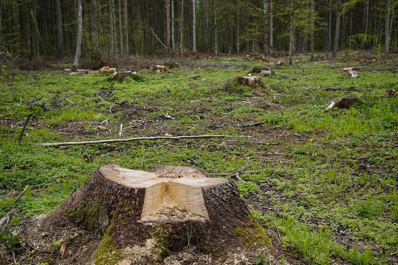 Вырубка леса под строительство стартовала в Кировском районе Самары в  апреле 2020