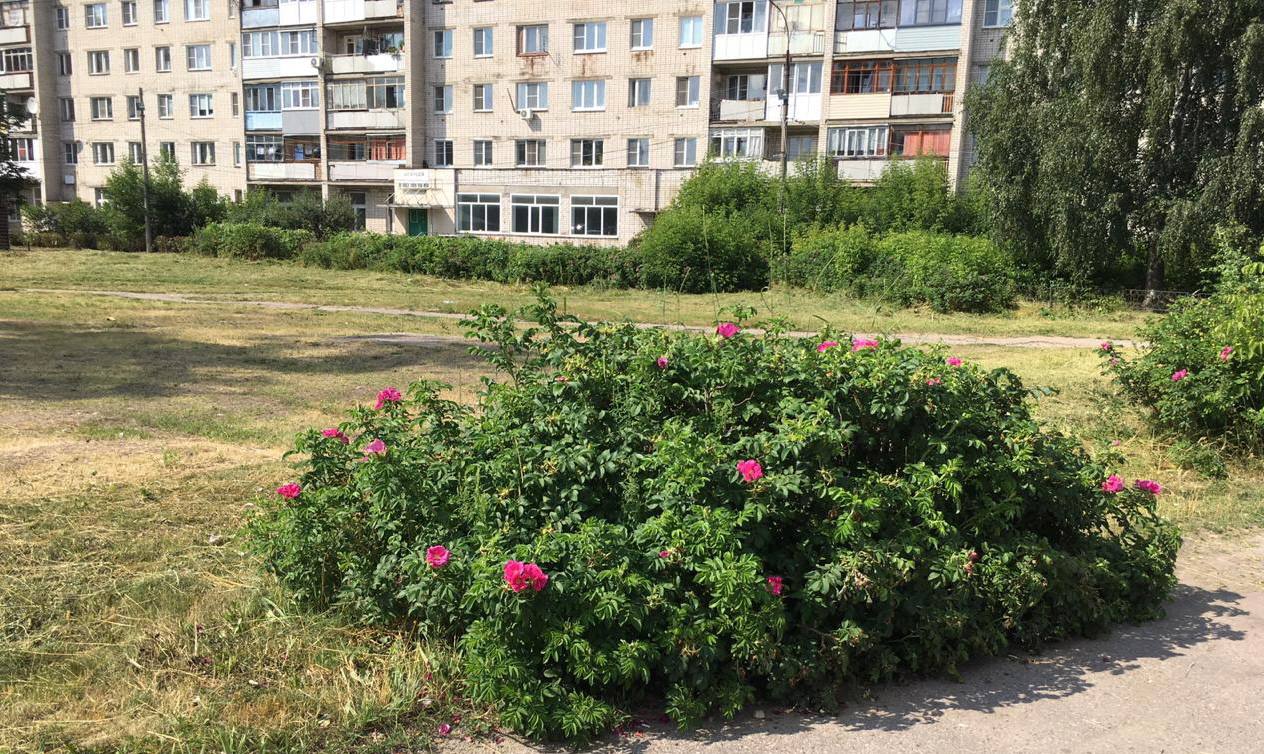 Прокуратура вернула в городскую собственность нелегально проданный участок в Балахне - фото 1