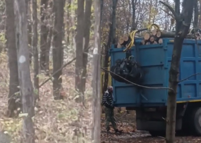 В ростовском Щепкинском лесу началась масштабная вырубка 4300 деревьев - фото 1