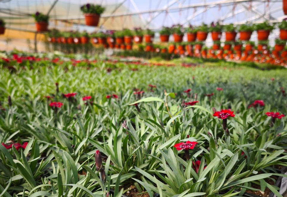 Как застройщикам сэкономить на озеленении ЖК без ущерба качеству - фото 1