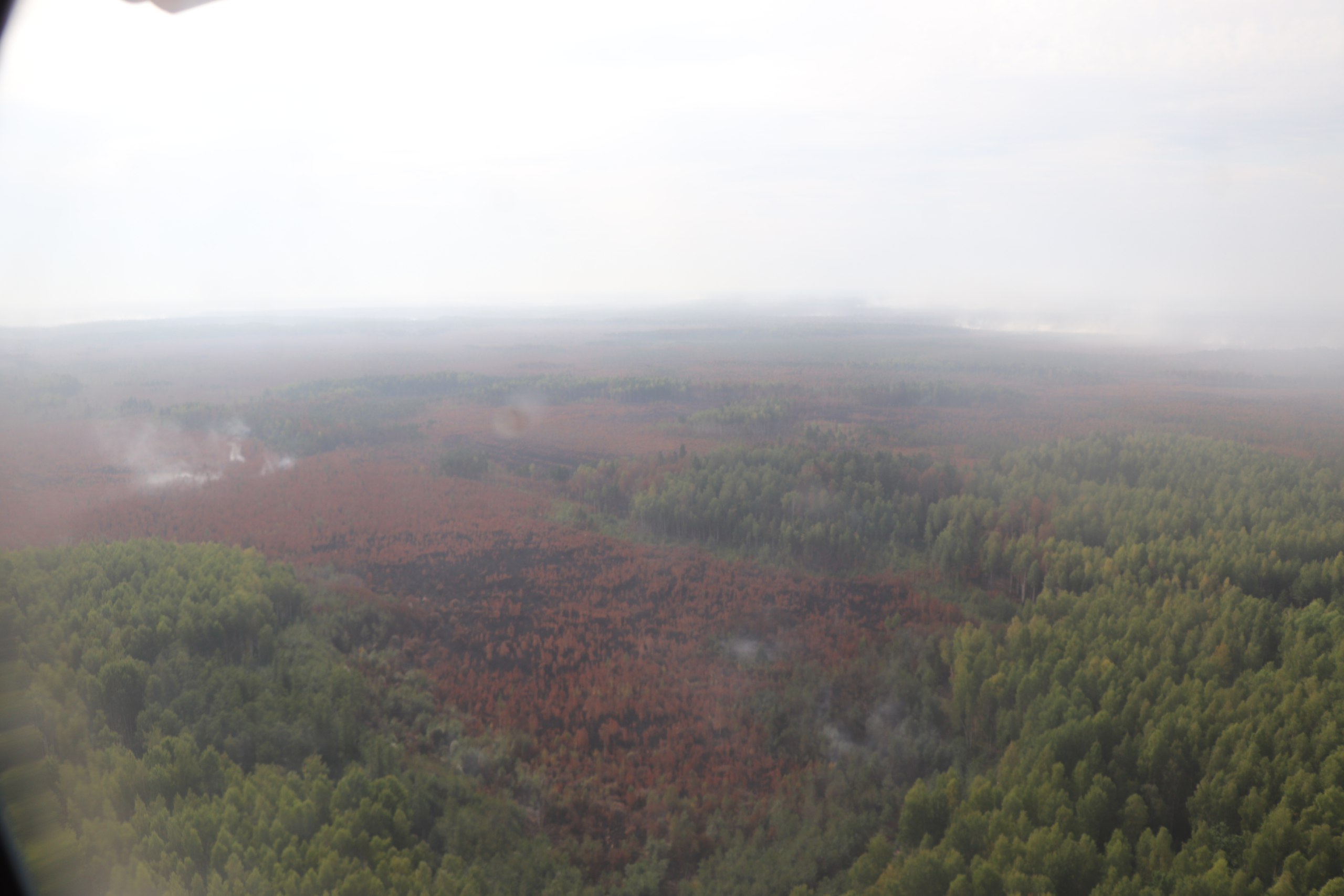 Площадь лесного пожара в Воротынском районе Нижегородской области сократилась до 30 га - фото 1