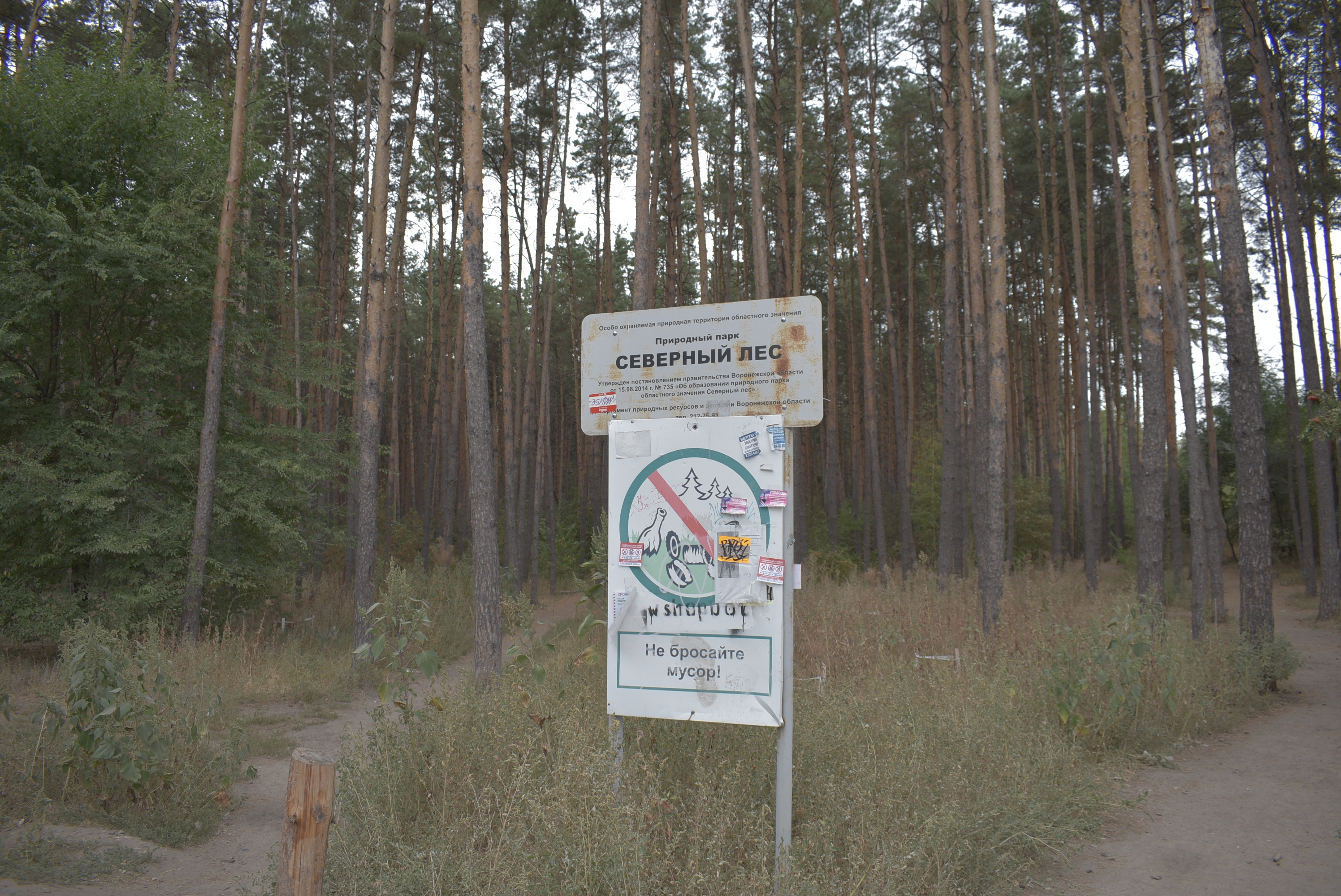 Камеры видеонаблюдения установят в Северном лесу в Воронеже - фото 1